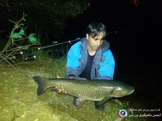 gras carp